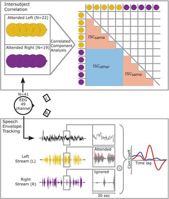 EEG-Based Intersubject Correlations Reflect Selective Attention in a Competing Speaker Scenario